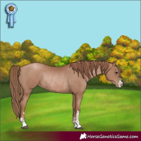 Horse Color:Black Pearl and Black Pearl Rabicano