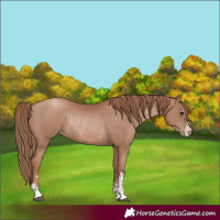 Horse Color:Black Pearl and Black Pearl Rabicano