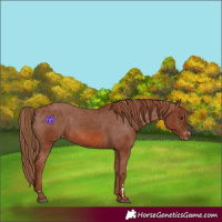 Horse Color:Chestnut Appaloosa 