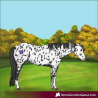 Horse Color:Black Near Leopard 