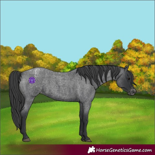 Horse Color:Blue Roan Appaloosa 
