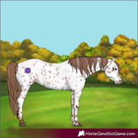 Horse Color:Red Roan Near Leopard 