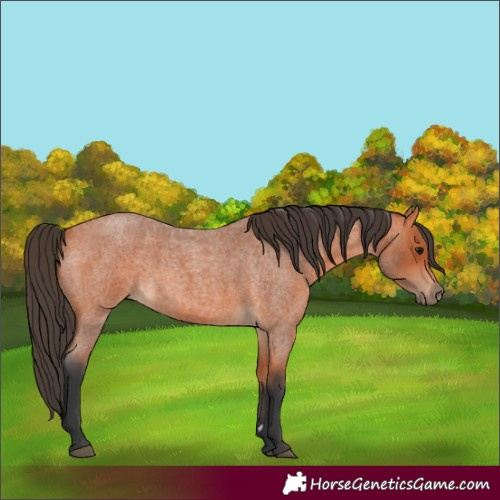 Horse Color:Bay Roan 