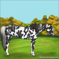 Horse Color:Liver Chestnut Tobiano Frame Leopard 
