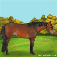 Horse Color:Bay 