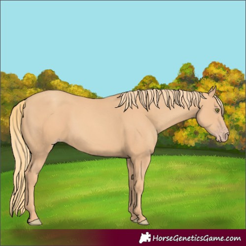 Horse Color:Gold Champagne