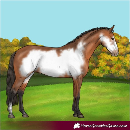 Horse Color:Bay Frame 