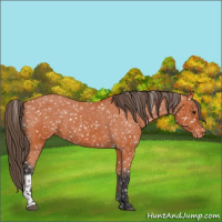 Horse Color:Bay Snowflake Varnish  and Bay Snowflake Varnish 
