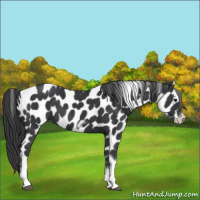 Horse Color:Black Tobiano Frame Leopard 