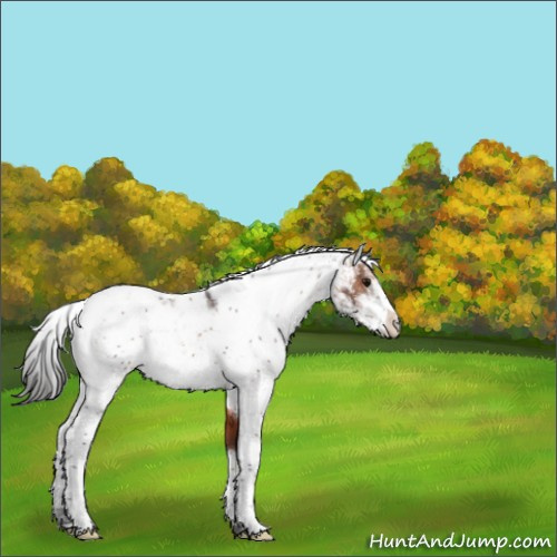 Horse Color:Brown Sabino 
