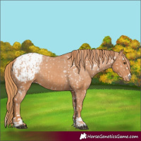 Horse Color:Chestnut Appaloosa  and Chestnut Appaloosa 