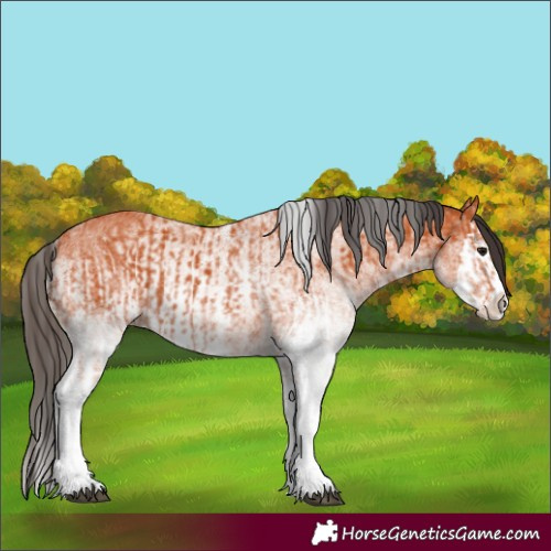 Horse Color:White Spotted Bay Splash and White Spotted Bay Splash
