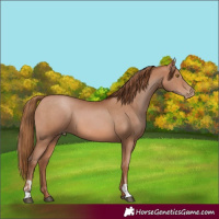 Horse Color:Bay Pearl  and Bay Pearl 