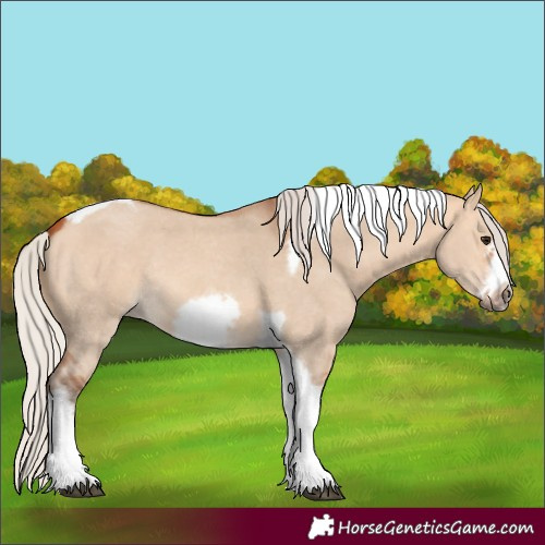 Horse Color:Silver Bay Dun Sabino Tobiano Frame Rabicano 