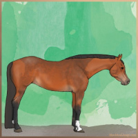 Horse Color:Bay and Bay
