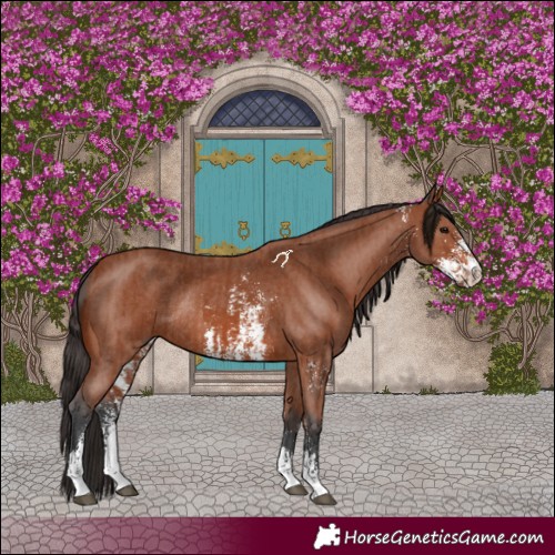 Horse Color:Bay Sabino Rabicano  and Bay Sabino Rabicano 