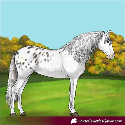 Horse Color:Black Appaloosa  and Silver Black Appaloosa 