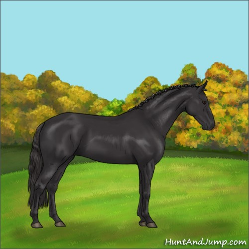 Horse Color:Smoky Black 