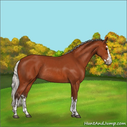 Horse Color:Silver Brown Sabino Rabicano  and Silver Brown Sabino Splash Rabicano 