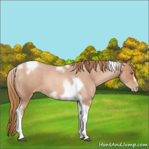 Horse Color:Red Roan Pearl Tobiano Frame