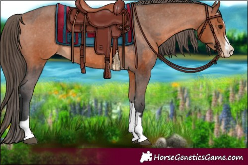 Horse Color:Bay Appaloosa  and Bay Appaloosa 