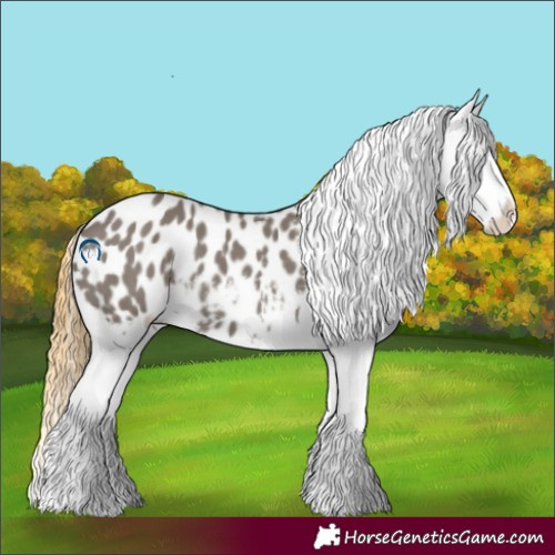 Horse Color:Smoky Grullo Appaloosa 