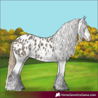 Horse Color:Smoky Grullo Appaloosa 