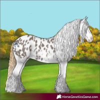 Horse Color:Smoky Grullo Appaloosa 