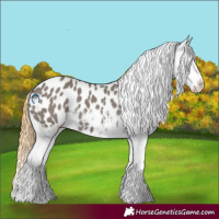 Horse Color:Smoky Grullo Appaloosa 