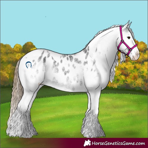 Horse Color:White Spotted Smoky Black Tobiano Blanket 