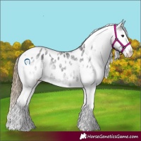 Horse Color:White Spotted Smoky Black Tobiano Appaloosa