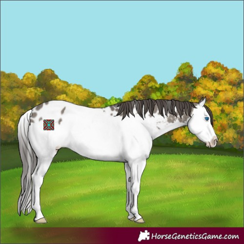 Horse Color:Grullo Splash Appaloosa 