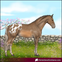 Horse Color:Chocolate Palomino Appaloosa 