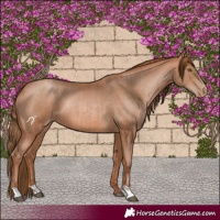 Horse Color:Liver Chestnut Pearl  and Bay Pearl 
