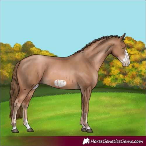 Horse Color:Liver Chestnut Pearl  and Liver Chestnut Pearl Frame 