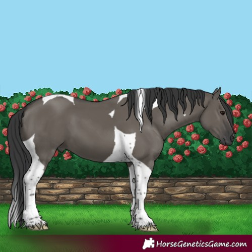 Horse Color:Grullo Tobiano