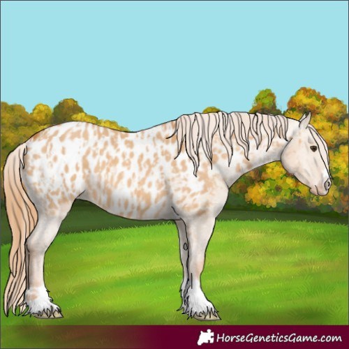 Horse Color:Red Dun Appaloosa and Red Dun Appaloosa