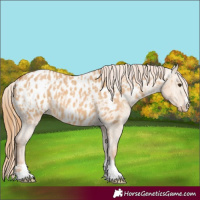 Horse Color:Red Dun Appaloosa  and Red Dun Appaloosa 