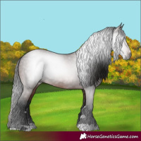 Horse Color:Gray Bay 