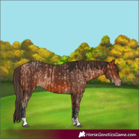 Horse Color:Bay Pearl  and Bay 