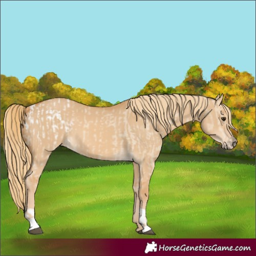 Horse Color:Red Dun Appaloosa  and Red Dun 