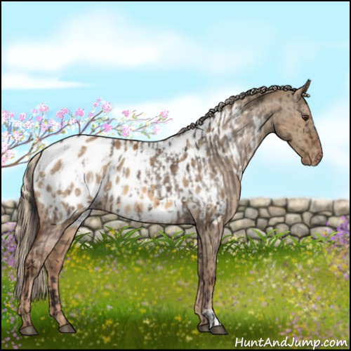 Horse Color:Liver Red Dun Appaloosa  and Chocolate Palomino Dun Appaloosa 