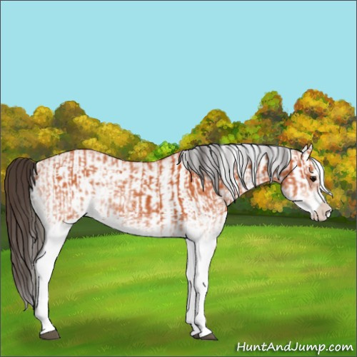 Horse Color:White Spotted Bay Splash  and White Spotted Bay Splash 