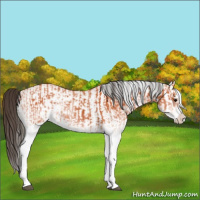 Horse Color:White Spotted Bay Splash  and White Spotted Bay Splash 