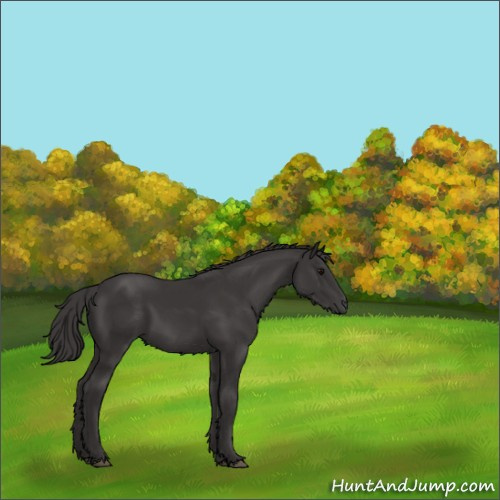 Horse Color:Smoky Black 