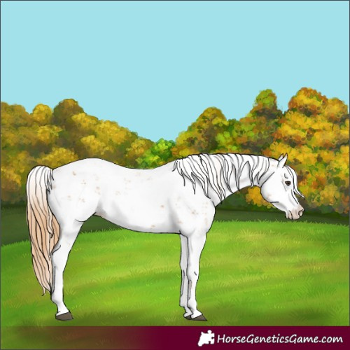 Horse Color:Chestnut Sabino 