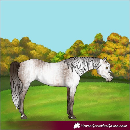 Horse Color:Gray Bay Pearl  and Gray Bay Pearl 