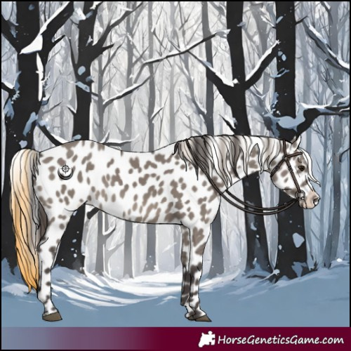 Horse Color:Smoky Grullo Appaloosa 