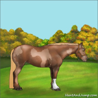 Horse Color:Liver Chestnut Pearl  and Gray Liver Chestnut Pearl 