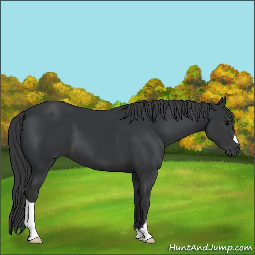 Horse Color:Black 